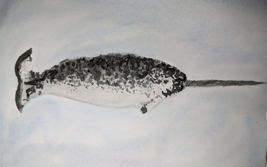 N is for Narwhal